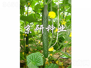 ���д���1567-�ƹ�����-����