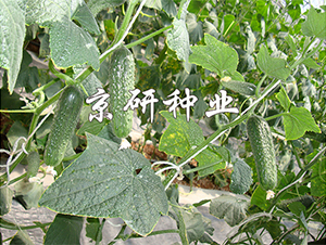 �������ջƹ�1590-�ƹ�����-����