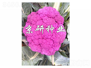 �ϻ�1��-��Ҭ������-����