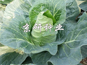 ţ��3��-��������-����