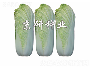 ����-���޲�����-����