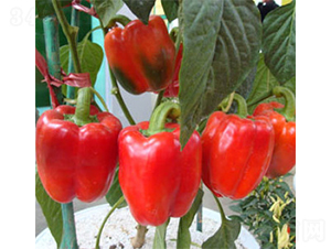 ���-������-������ҵ