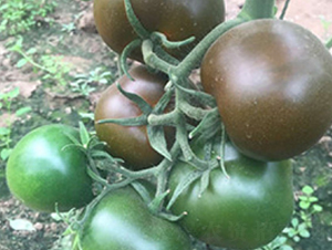��ש-��������-������ҵ