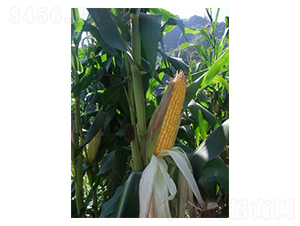 ��ʢ��718-��������-��ũ��