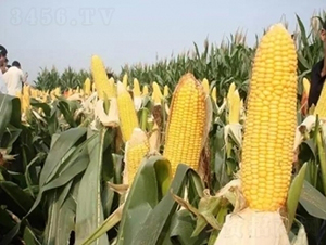 ����114-��������-��ũ��