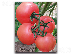 ����-��������-����˹