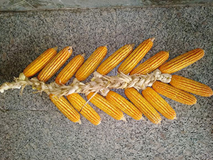 ����376-��������-������ҵ
