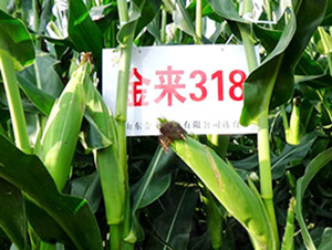 ����318-��������-������ҵ