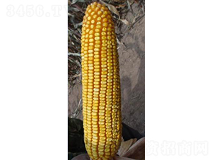 ���216-��������-�����ҵ