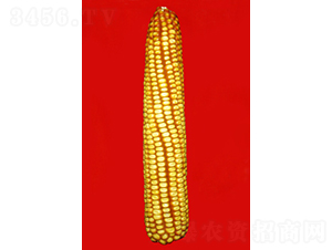 ���306-��������-�����ҵ