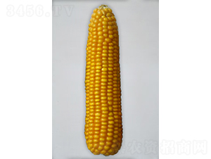 ���206-��������-�����ҵ