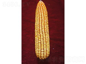 ���3305-��������-�����ҵ