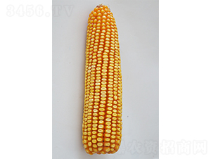 ���308-��������-�����ҵ