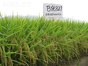 B��827-ˮ������-����ũҵ