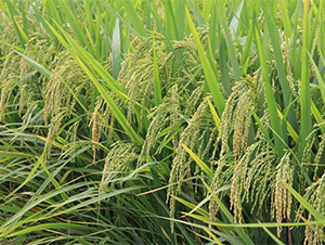 ����3165-ˮ������-����ũҵ