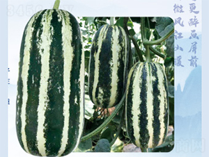 �����91-�������-������ҵ