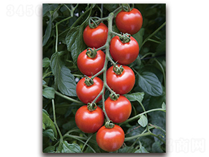 TI-101��ӣ�ҷ��ѣ�-��������-��������