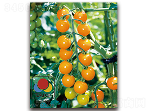 TI-144��ӣ�ҷ��ѣ�-��������-��������