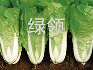 ����1259-�������-������ҵ