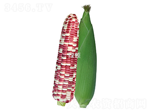 ��Ŵ����-Ŵ��������-������ҵ
