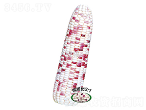 ���ʻ�Ŵ5��-Ŵ��������-������ҵ