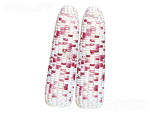 ����Ŵ608-��������-������ҵ