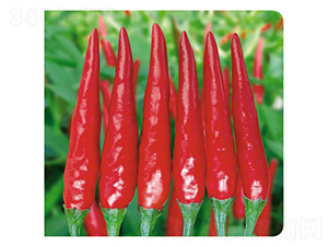 �ʺ�106-��������-������