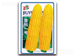 ��ճһ��-Ŵ��������-������