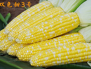 ˫ɫ��3��-����������-��ũ��