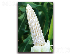��Ŵ8��-Ŵ��������-��ũ��