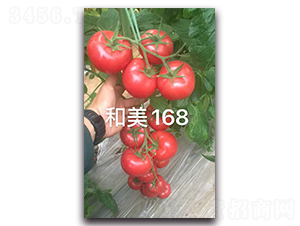 ����168-��������-����ũ