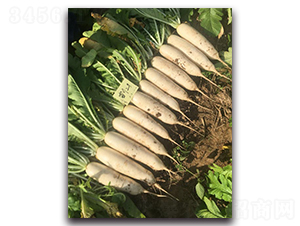 ѩ������-�ܲ�����-����ũ