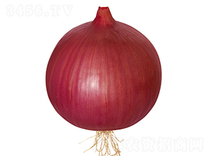 ��ɭ�ߴ�׳-�������-ŷ����