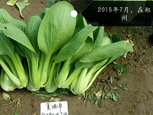 �Ĳ���-�๣������-ŷ����