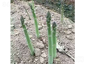�ز�����-«������-��ũ����