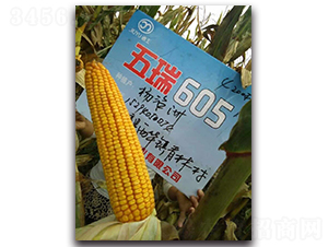 ����605-��������-������ҵ