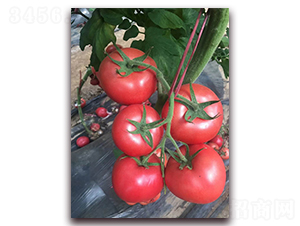 ����T707-���ӷ�������-ũ֮��