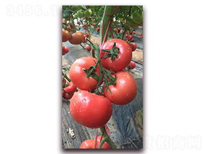 ����Խ��Ʒ��T708-��������-ũ֮��