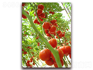 Խ��8-Խ����������-ũ֮��