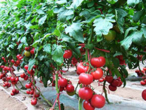 Խ��8Խ����������ʵ��ͼ