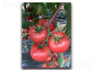 Խ��ר��Ʒ��T706-ũ֮��