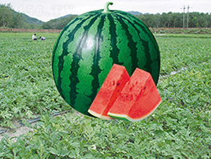 ����058-��������-�н���ҵ