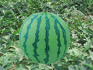 ����188-��������-�н���ҵ