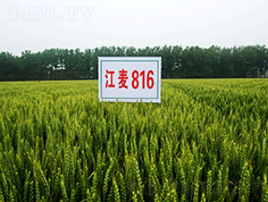 ����816-С������-�н���ҵ