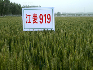 ����919-С������-�н���ҵ