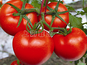 ���Ǻ��-��TY��췬������-��ͼ��ҵ