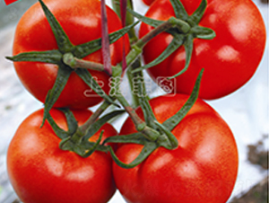 ���446-��TY��췬������-��ͼ��ҵ