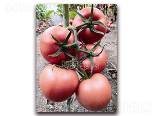 ����7116-��TY�۹���������-��ͼ��ҵ