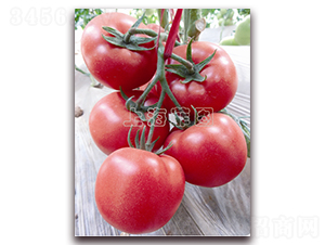 ����2067-��TY�۹���������-��ͼ��ҵ