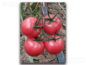 ����2666-��TY�۹���������-��ͼ��ҵ